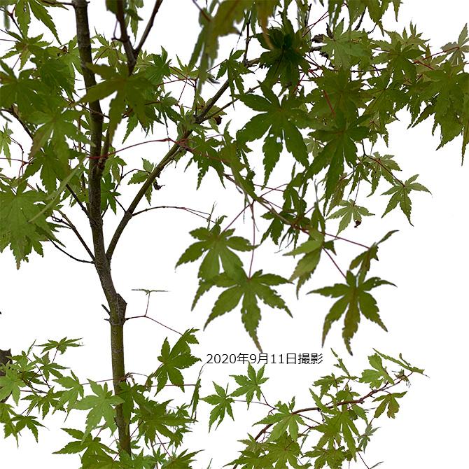 イロハモミジ 紅葉 苗木 2 楽天市場】【自然美】イロハモミジ 単木 樹高2.0m前後 露地苗