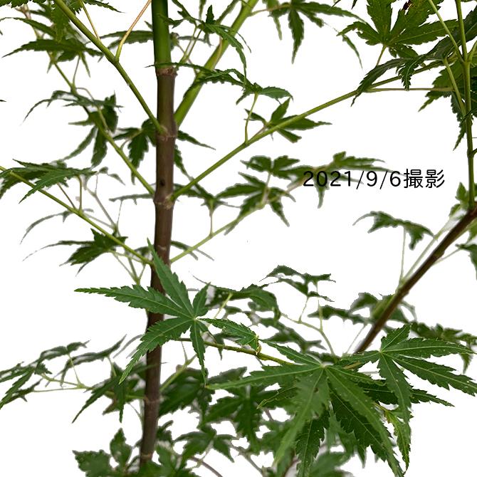 同梱　イロハモミジ　紅葉　苗木 同梱 イロハモミジ 紅葉 苗木