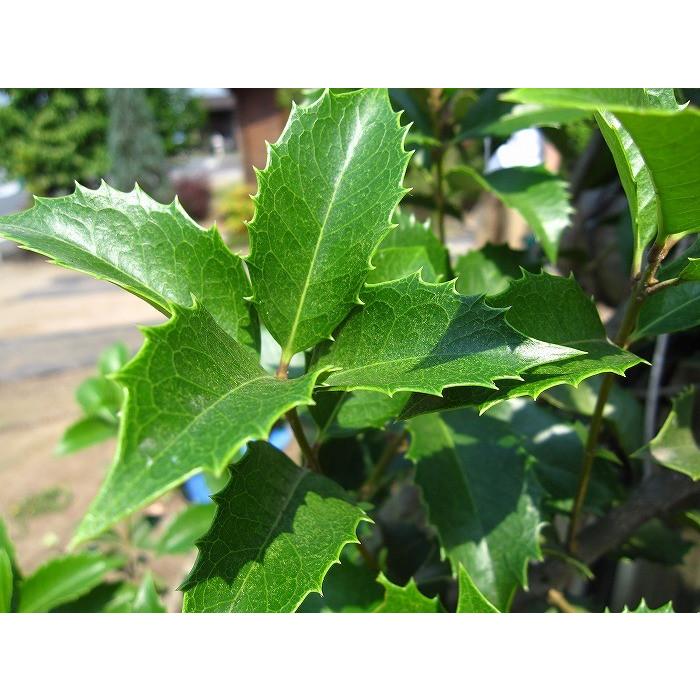 ヒイラギモクセイ 柊木犀 樹高2 0m前後 露地苗 シンボルツリー 常緑樹 ガーデンタウン ヤフー店 通販 Yahoo ショッピング