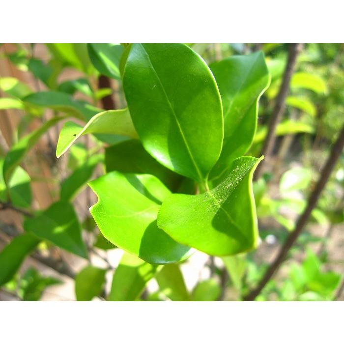 ネズミモチ 樹高1.8m前後 露地苗 シンボルツリー 常緑樹 : ガーデン