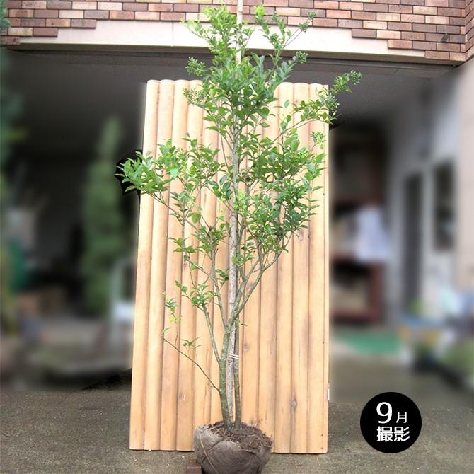 ネズミモチ 樹高2 0m前後 露地苗 シンボルツリー 常緑樹 ガーデンタウン ヤフー店 通販 Yahoo ショッピング