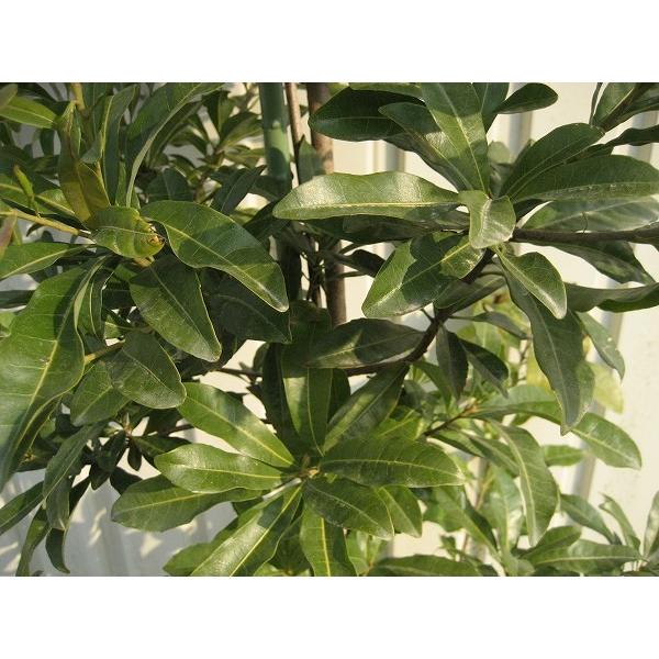 ヤマモモ（山桃） 樹高1.5m前後 露地苗 シンボルツリー 常緑樹