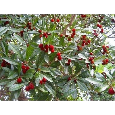 ヤマモモ（山桃） 樹高1.5m前後 露地苗 シンボルツリー 常緑樹