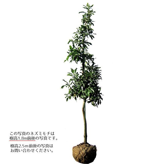 売れ筋 在庫あり  【MX9DVH778G0】 限定デザイン
