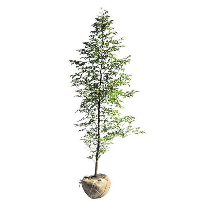 ヒメシャラ 姫沙羅 単木 樹高2.0m前後 シンボルツリー 落葉樹 最大82％オフ 露地苗 永遠の定番