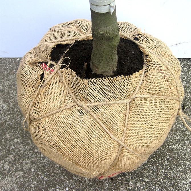 ハナミズキ（花水木） 樹高2.0m前後 露地苗 シンボルツリー 落葉樹_2