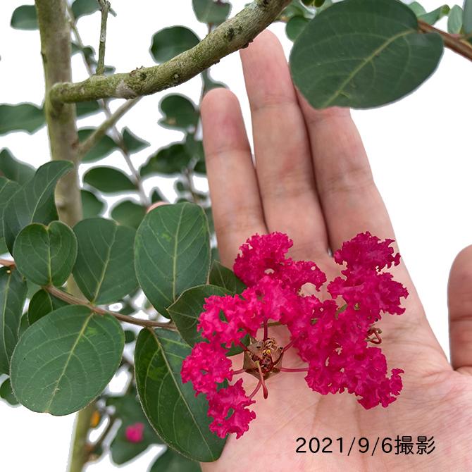 サルスベリ（百日紅）/カントリーレッド 樹高1.8m前後 露地苗