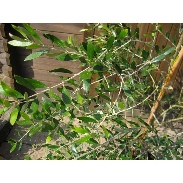 オリーブ 樹高1.8m前後 露地苗 シンボルツリー 常緑樹 : ガーデン