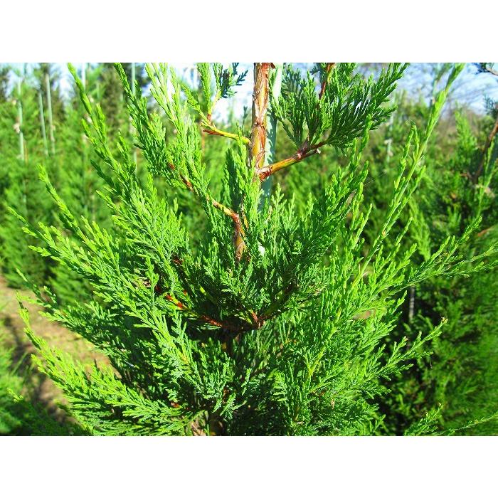 レイランディー　コニファー　苗　【引き取り限定】 レイランディー 樹高1.8m前後 露地苗 シンボルツリー 常緑樹