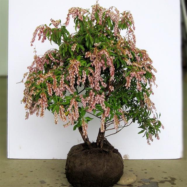 山採り　アセビ　馬酔木　約180センチ 山採りアセビ販売 秋元園芸