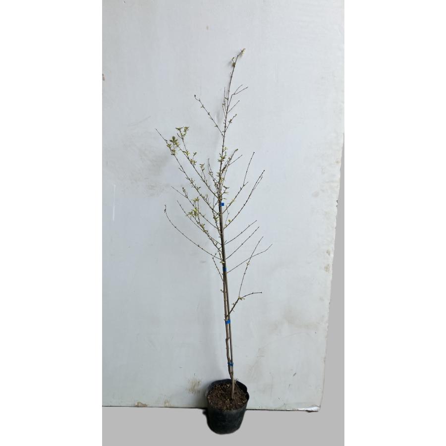 苗木・植木 植替え時イペーの苗木1本樹高1.3m前後 成長早く樹形も整え