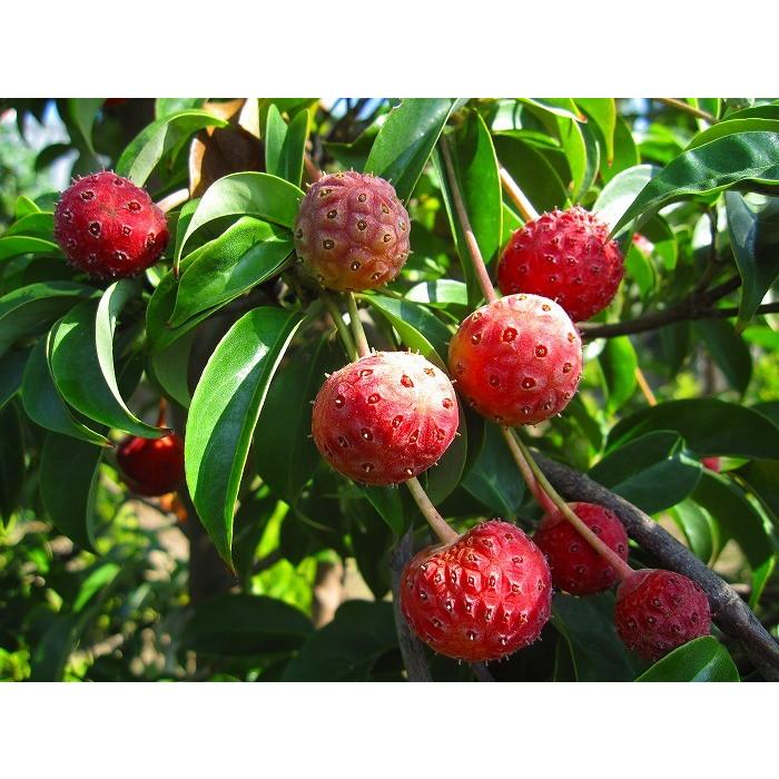 もみじ カツラ 大株 桂もみじ 紅葉