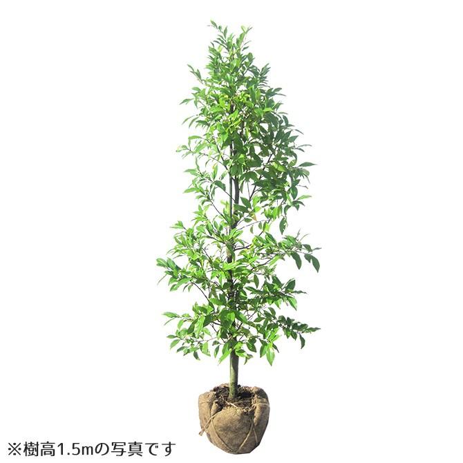 超爆安 カラタネオガタマ/ポートワイン 1.2m露地 1本【保付】 - 植木、庭木 - hlt.no 超爆安 カラタネオガタマ/ポートワイン 1.2m露地 1本【保付】 - 植木、庭木 - hlt.no