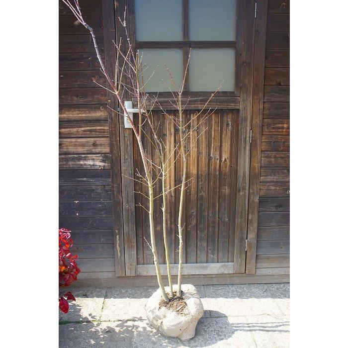 カエデ（楓）/コハウチワカエデ（小羽団扇楓） 株立 樹高1.5m前後 露地