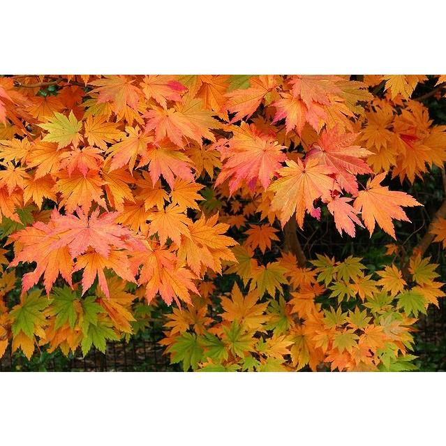 大型商品】カエデ（楓）/コハウチワカエデ（小羽団扇楓） 株立