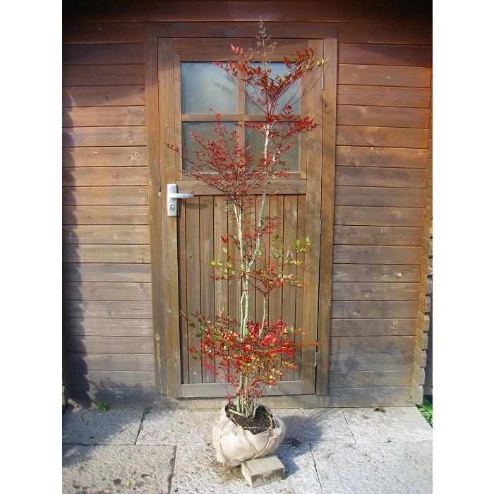 アカナンテン（赤南天） 樹高2.0m前後 露地苗 低木 常緑樹