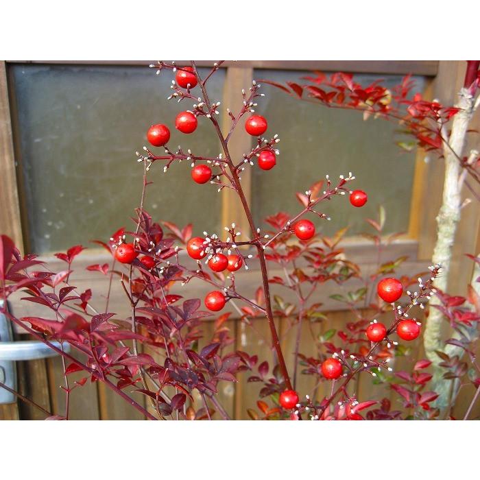 アカナンテン（赤南天） 樹高2.0m前後 露地苗 低木 常緑樹 花、ガーデニング 苗木、植木 E1143547934(11400円)