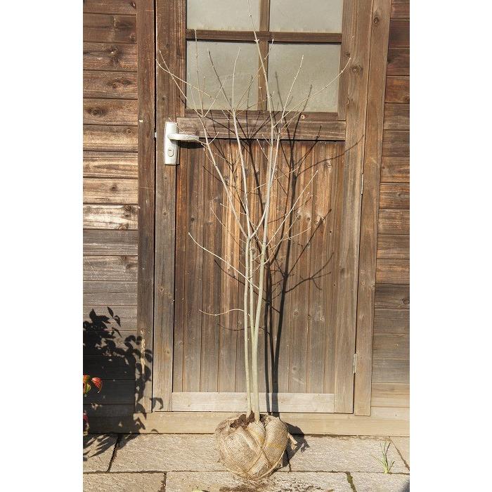 アオダモ 株立 樹高1.5m前後 露地苗 シンボルツリー 落葉樹 