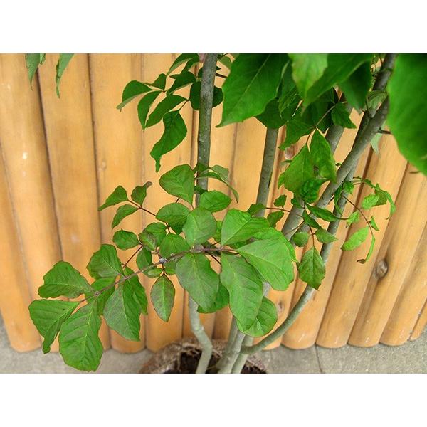 アオダモ 株立 樹高1.5m前後 露地苗 シンボルツリー 落葉樹 