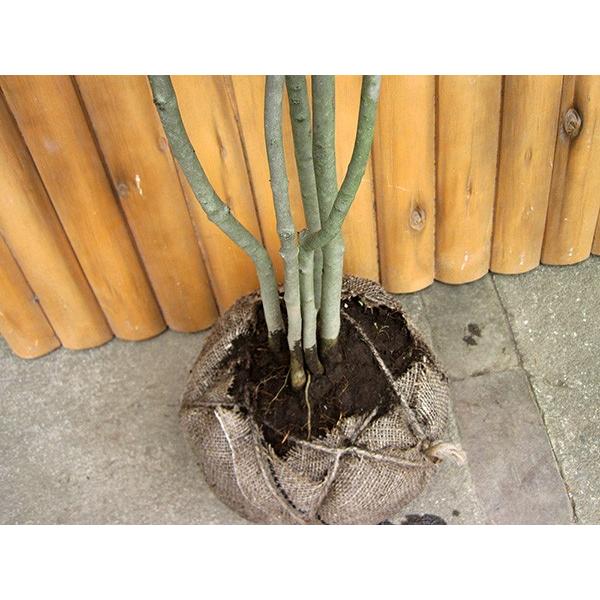 アオダモ 株立 樹高1.5m前後 露地苗 シンボルツリー 落葉樹 