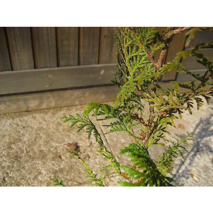 【大型商品】ヒノキ（檜） 樹高2.5m前後 露地苗 シンボルツリー 常緑樹｜gardentown