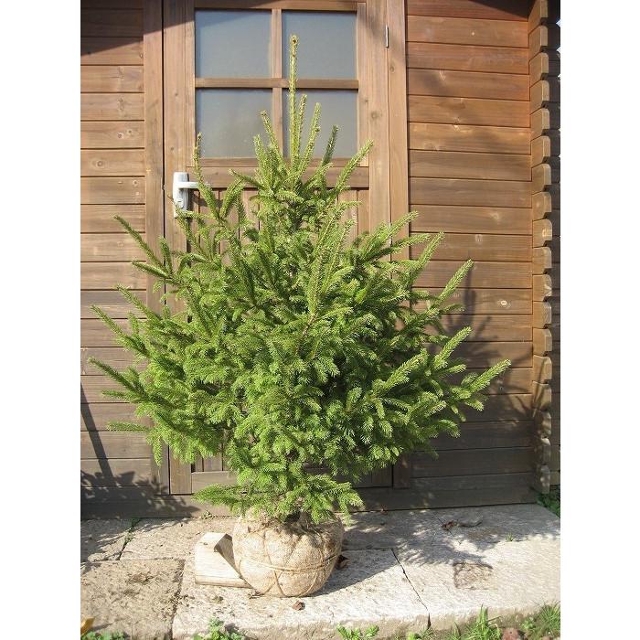 ドイツトウヒ 樹高2.0m前後 露地苗 シンボルツリー 常緑樹 