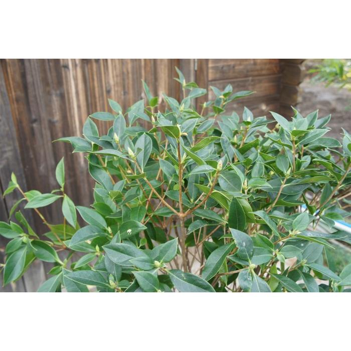 ホンコンドウダンツツジ（香港灯台躑躅）/ピンクシャンデリア 樹高0.6