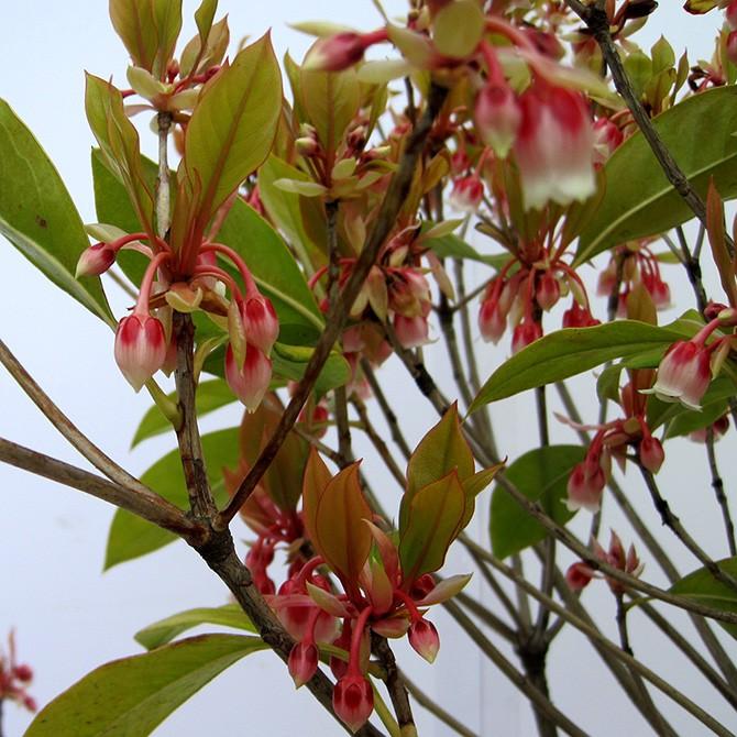 ホンコンドウダンツツジ（香港灯台躑躅）/ピンクシャンデリア 樹高0.6