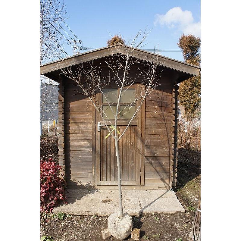 大型商品】エノキ（榎） 単木 樹高2.5m前後 露地苗 シンボルツリー