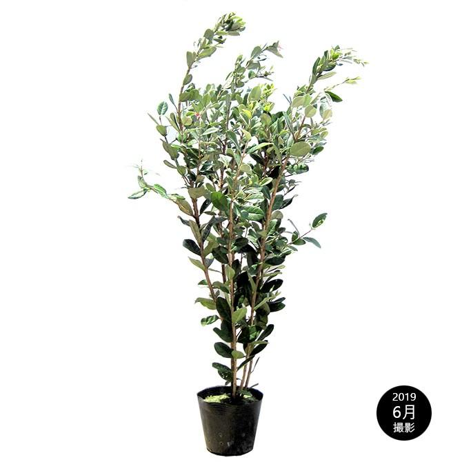 ガーデニング 植木 生垣 目隠し 洋風 ギガランキングｊｐ