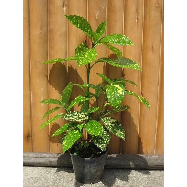 フイリアオキ（青木）斑入り 樹高0.3m前後 ポット苗 低木 常緑樹