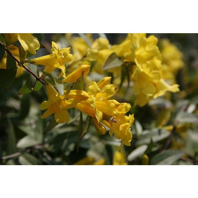 大型商品 カロライナジャスミン 樹高2 5m前後 露地苗 低木 常緑樹 Gelsemium Sempervirens 25 ガーデンタウン ヤフー店 通販 Yahoo ショッピング