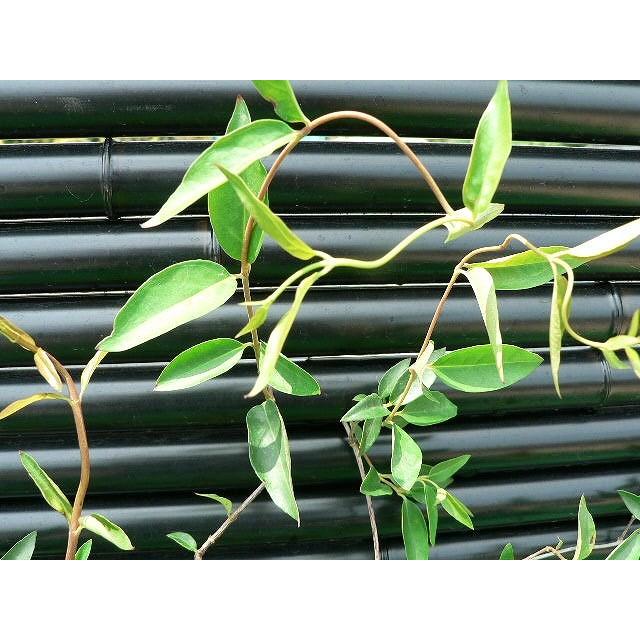 大型商品 カロライナジャスミン 樹高2 5m前後 露地苗 低木 常緑樹 Gelsemium Sempervirens 25 ガーデンタウン ヤフー店 通販 Yahoo ショッピング