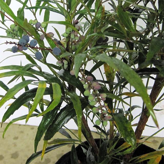 マホニアコンヒューサー（細葉ヒイラギ南天） 樹高0.5m前後 ポット苗