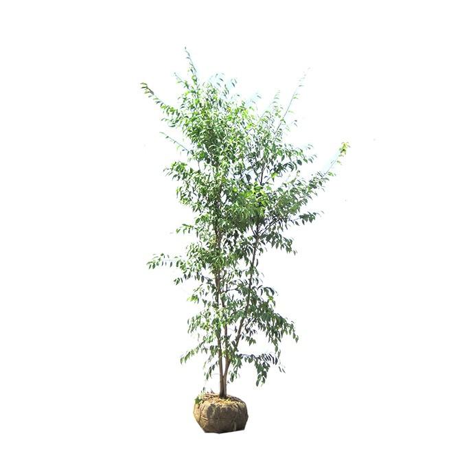 ハイノキ 株立 樹高2 0m前後 露地苗 シンボルツリー 常緑樹 Hainoki ガーデンタウン ヤフー店 通販 Yahoo ショッピング