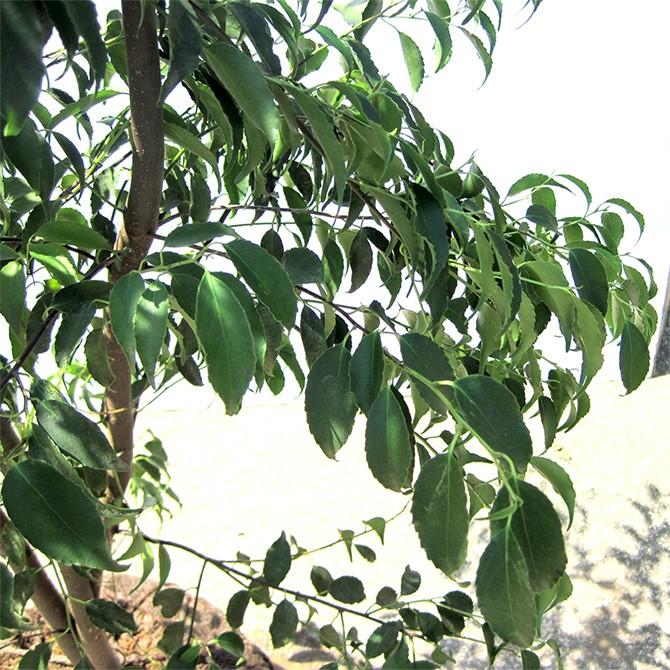 ハイノキ 株立 樹高2.0m前後 露地苗 シンボルツリー 常緑樹 : ガーデン