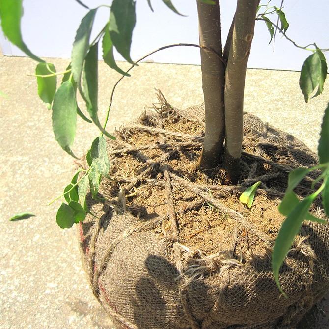 ハイノキ 株立 樹高2.0m前後 露地苗 シンボルツリー 常緑樹 : ガーデン