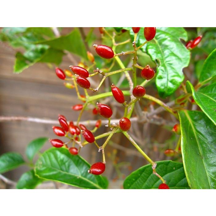 ハクサンボク（白山木）樹高1.5m前後 露地苗 シンボルツリー 常緑樹