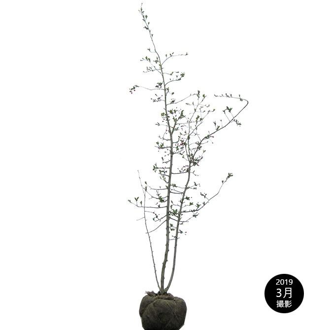 ハナカイド◯(花海堂) 1株(樹齢20年以上) ハナカイド◯(花海堂) 1株