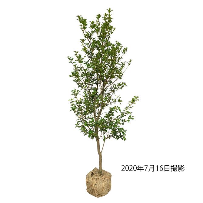 ヒイラギ(柊) 樹高1.8m前後 露地苗 シンボルツリー 常緑樹 ヒイラギ(柊) 樹高1.8m前後 露地苗 シンボルツリー 常緑樹