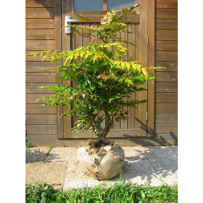 ヒイラギナンテン 柊南天 樹高0 8m前後 露地苗 低木 常緑樹 Hiiraginanten 80 ガーデンタウン ヤフー店 通販 Yahoo ショッピング