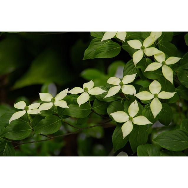 常緑ヤマボウシ ヒマラヤ 株立 樹高1 5m前後 露地苗 シンボルツリー 常緑樹 Himaraya Kabu15 ガーデンタウン ヤフー店 通販 Yahoo ショッピング