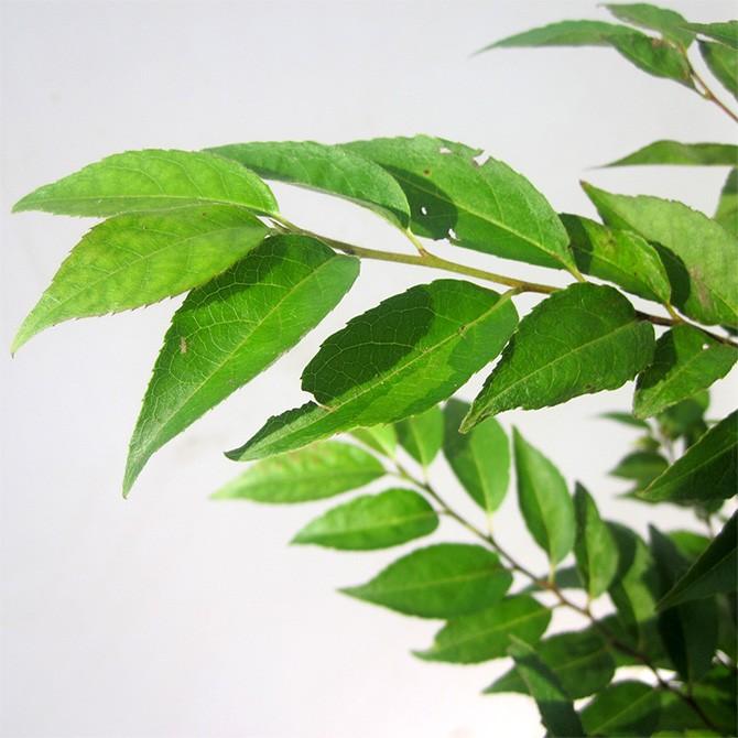 ヒメシャラ（姫沙羅） 株立 樹高1.5m前後 露地苗 シンボルツリー