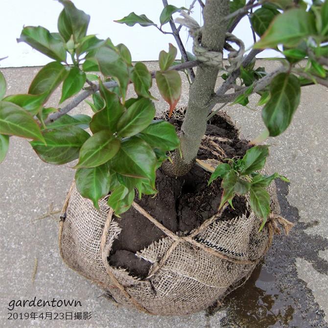 常緑ヤマボウシ/ホンコンエンシス月光 単木 樹高2.0m前後 露地苗