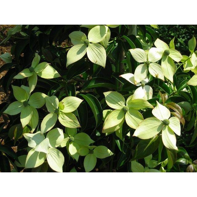 大型商品】常緑ヤマボウシ/ホンコンエンシス月光 単木 樹高2.5m前後