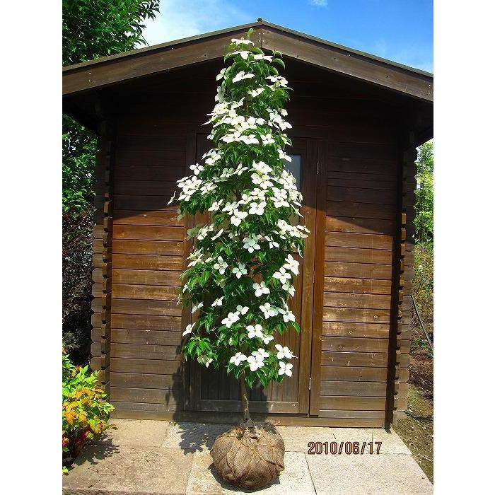 大型商品】常緑ヤマボウシ/ホンコンエンシス月光 単木 樹高2.5m 大型商品】常緑ヤマボウシ/ホンコンエンシス月光 単木 樹高2.5m