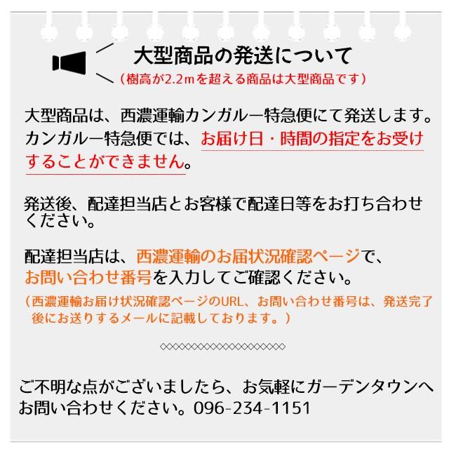 大型商品】常緑ヤマボウシ/ホンコンエンシス月光 単木 樹高2.5m 大型商品】常緑ヤマボウシ/ホンコンエンシス月光 単木 樹高2.5m