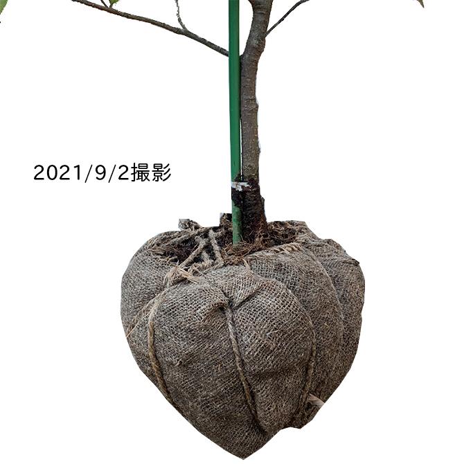 サカキ（榊）/ホンサカキ（本榊） 樹高1.8m前後 露地苗 シンボルツリー 常緑樹の画像