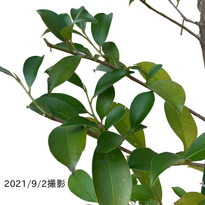 サカキ（榊）/ホンサカキ（本榊） 樹高1.8m前後 露地苗 シンボルツリー 常緑樹の画像