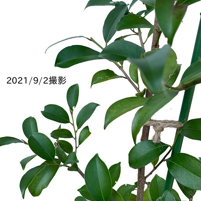 本榊（2.0メイトルサイズ） 本榊 苗木20本 2024 真榊 榊 さかき サカキ